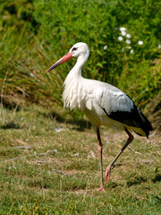 Closeup white stork (Ciconia ciconia) standing on one leg among vegetation