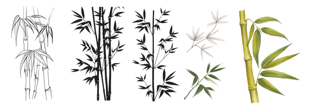 Set of differents bamboo branches on white background. Watercolor, line art, outline illustration.