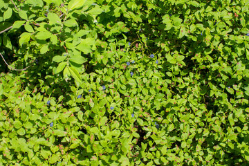 Bushes with ripe blueberries. Summer blueberry harvest