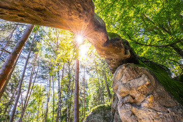 Bottom view of unique sandstone arch in pine forest on dry sunny summer day. Bohemian Paradise, Czech Republic