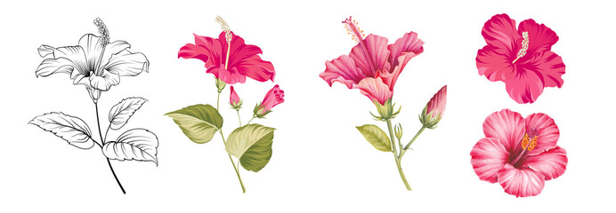 Set of differents hibiskus on white background. Watercolor, line art, outline illustration. - obrazy, fototapety, plakaty