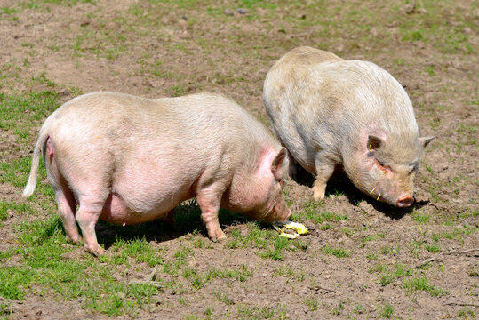 Two pink pigs (Sus) eating on ground 