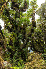 Fototapeta premium Rainforest near Mt. Taranaki in Egmont National Park, New Zealand