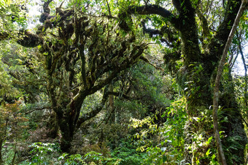 Rainforest near Mt. Taranaki in Egmont National Park, New Zealand