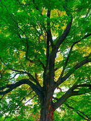 tree in the forest