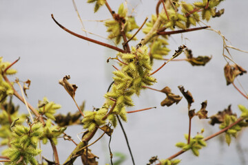 Thorny wild nuts are hanging on the plant.