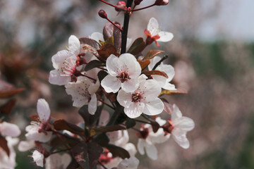 close up of blooming cherry tree