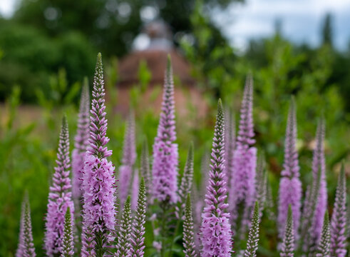 Variety of colorful flowers including tall purple Veronica, photographed in mid-summer in the historic walled garden at Eastcote House Gardens, north west London UK. Dovecote in the background.