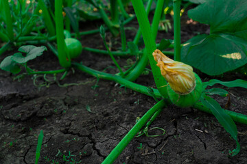 Green young shoots of a pumpkin plant, with blooming future fruits of the plant