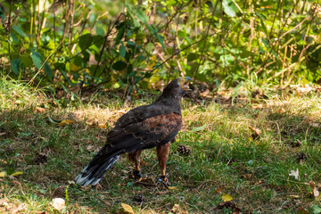 Ein Falke hat ein Küken gefangen und frisst es gerade