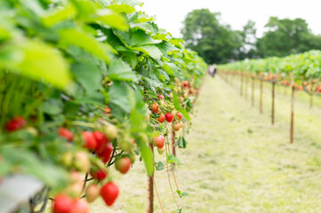 Fototapeta premium Strawberry picking in the farm