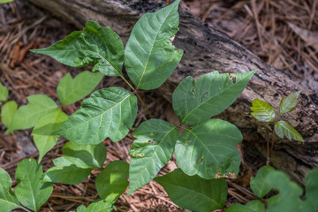 Poison ivy closeup