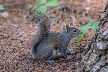 Naklejka na ściany i meble Squirrel posing in the forest