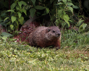 Woodchuck Walking in Short Grass