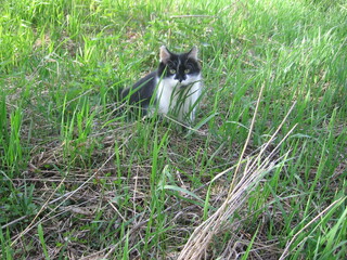 cat on grass