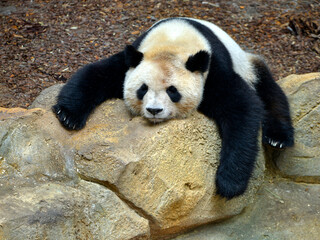 Giant panda (Ailuropoda melanoleuca) sleeping and slumped on a rock 