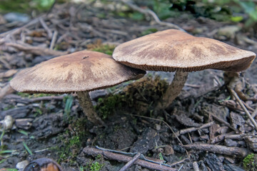 Mushrooms spring from a mulch bed after a rainstorm.