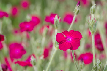 Beautiful red Atrosanguinea flower on a flower bed in the garden. Plant for ornamental gardening Coronaria coriacea.