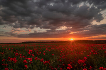 Sunset with a beautiful poppy landscape