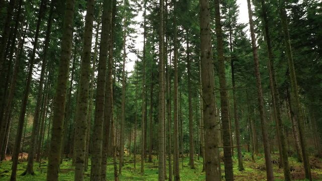 beautiful mossy forest landscape. Slow motion. Drone used. 