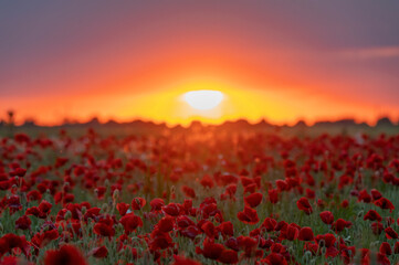 Fototapeta na wymiar Sunset with a beautiful poppy landscape