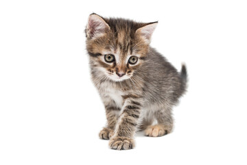 Obraz premium a striped purebred kitten sits on a white background