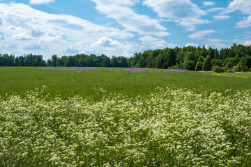 A large field with white and purple flowers on a summer day.