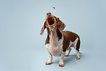 Studio action shot of Dachshund treat catching