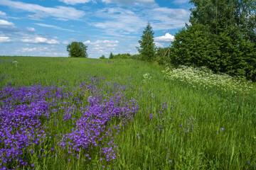 A large field with white and purple flowers on a summer day.