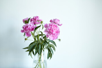 Naklejka na ściany i meble Bouquet of pink peony flowers in glass vase on white wall background.