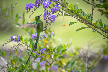 Hummingbird hanging on flowers
