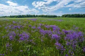 A large field with purple bells on a sunny summer day.