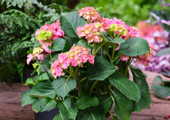 Beautiful flowering pink hydrangea