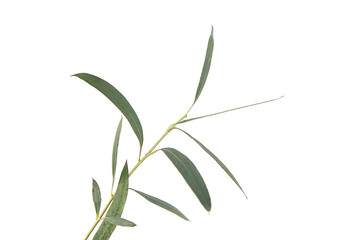 Eucalyptus leaves isolated on white background. Green eucalyptus branch
