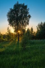 An orange sunset against a blue sky and sun rays against a tall birch tree.