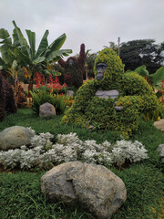 Obraz premium Beautiful gorilla-shaped bush