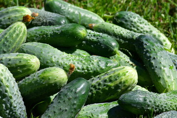 Background of fresh green cucumbers in close-up. Harvest of organic cucumbers