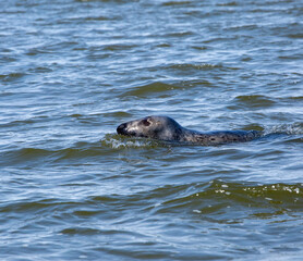 Obraz premium Close up of seal swimming in Norfolk
