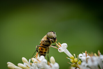 bee on a flower