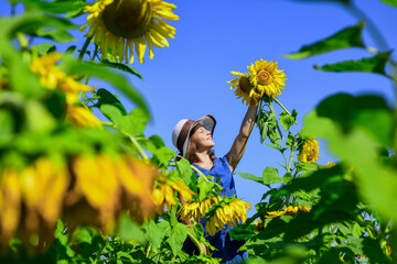 Girl at sunflowers field enjoy yellow bloom on sunny day, farming business concept