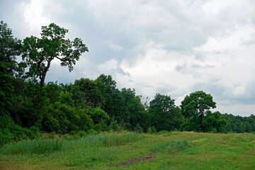 Summer heat. Rural landscape. Old oaks at the edge of the field. The sky before the storm