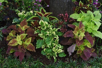 Fototapeta na wymiar Close-up image of the ornamental foliage plants.
