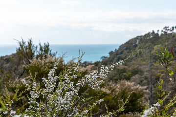 Fototapeta na wymiar View of a bay in Abel Tasman National Park in summer
