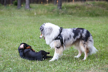Two young cute dogs play fighting on a green grass.