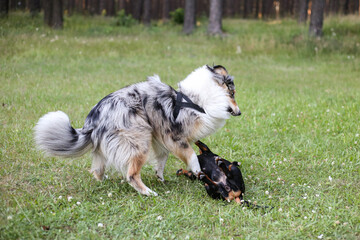 Fototapeta premium Two young cute dogs play fighting on a green grass.
