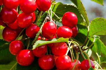 purebred dog runs on a green lawn under water splashes to escape the heat on a hot day