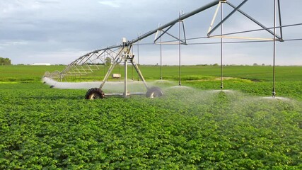 Irrigation system spraying water on potato plants at sunset . Agribusiness Farm Green Field Dry Season Agriculture Concept.
