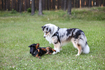 Two young cute dogs play fighting on a green grass.