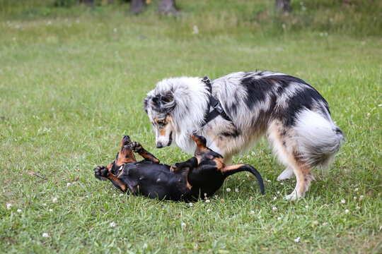 Two young cute dogs play fighting on a green grass.