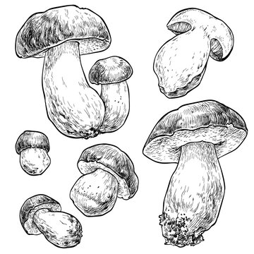 Mushrooms boletus set. Vector illustration of mushrooms on white background. Hand drawn style